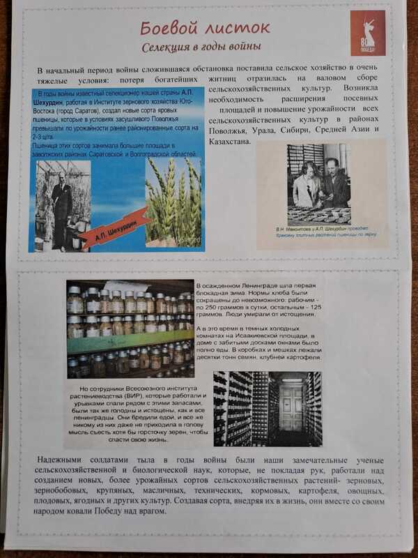 Селекция в годы войны. Селекция в годы войны.