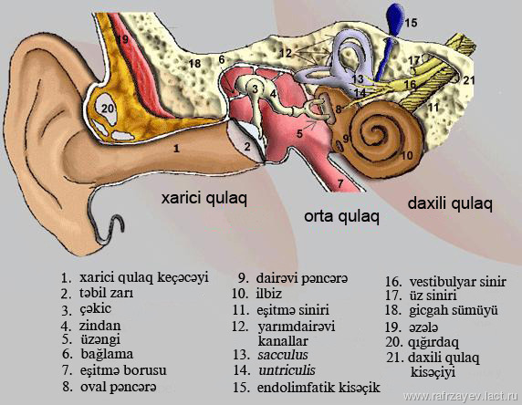 Qulağın anatomiya – və fiziologiyası 