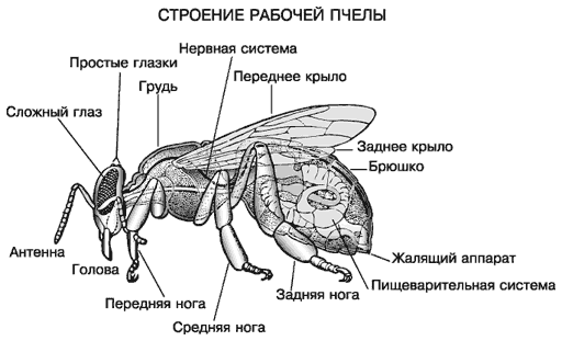 Пчеловодство РОССИИ