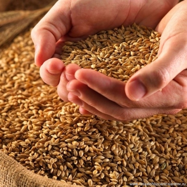 Саратовский филиал продолжает работу по мониторингу качества зерна нового урожая