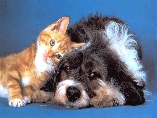 Алексей Свешников «Кошка с Собакой»