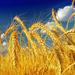 Пшеница (зерновые)