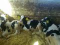Экскурсия на молочную ферму