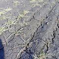 Мониторинг состояния озимых культур в Саратовской области на 25.03.2025 года.