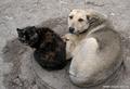 В столице Бурятии объявили войну бездомным животным