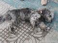 Собаку бросили умирать в центре Улан-Удэ