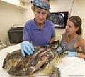 Стоматолог спас жизнь морской черепахе, склеив её панцирь своими протезирующими материалами