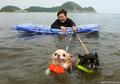 Досуг собак на пляже в Японии