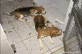 В Бразилии зоощитники освободили 200 подопытных собак