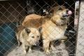 В Китае зоозащитники требуют запретить убийство собак