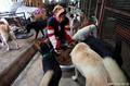 Приемная мать 1500 собак и 200 кошек из Нанкина, Китай  