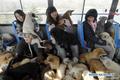 Приемная мать 1500 собак и 200 кошек из Нанкина, Китай  