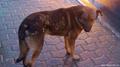 В Подмосковье живодеры отравили собаку, год ждавшую хозяина на остановке