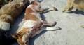 Убивают собак в Баку