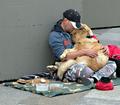 Благотворительный проект в США для животных бездомных хозяев