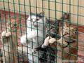 Пенсионерка из Перми оставила наследство приюту для кошек