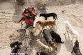 Миллионер из Китая продал всё имущество, чтобы спасти собак от бойни