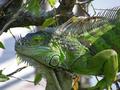 Зелёная игуана (лат. Iguana iguana)