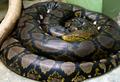 Сетчатый питон (лат. Python reticulatus)