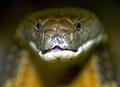 Королевская кобра (лат. Ophiophagus hannah)