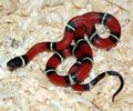 Молочная змея синалойская (лат. Lampropeltis triangulum sinaloae)