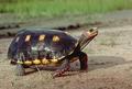 Угольная черепаха (лат. Chelonoidis carbonaria)