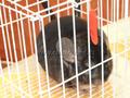 IV Открытая выставка шиншилл в Питере 