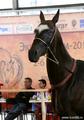 Лучших представителей ахалтекинской породы выбрали на Чемпионате мира «Небесный Аргамак-2011» в Москве