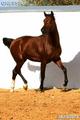 Лошади на продажу,арабский жеребец Грэссир 2010 г.р.