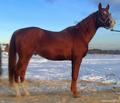 Арабский жеребец Пикадор на случку http://www.base.ruhorses.ru/horses/horse_card.php?code_horse=81889
