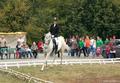В Челябинске пройдут соревнования по конному спорту