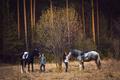 Фотосессии с лошадьми в Екатеринбурге