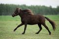 Миниатюрная лошадь - Черника