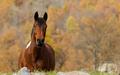 6 факторов защиты иммунитета лошади осенью