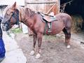 Катание на лошади в седле, двуколке, санях. г. Невьянск.