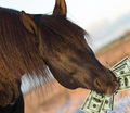 Более 2 миллионов евро за двухлетнюю лошадь