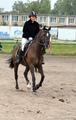 Продаётся мерин 2014г.р  Полукровный спортивной породы в/х155 см ,идеальная лошадь по детей и любител
