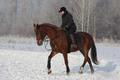 Продаются спортивные лошади из Челябинска