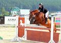 Лошади для спорта и любительской езды