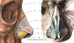 Наиболее важные анатомические структуры, образующие скелет наружного носа.