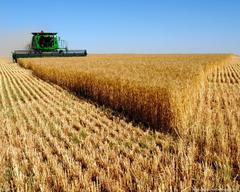 В Саратовской области приступили к уборке озимых зерновых культур