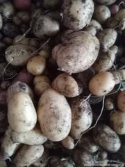 Урожай картофеля 2021