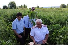 В Чайковском районе полицейские изъяли 157 кустов наркосодержащего растения