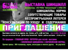 IV Открытая выставка шиншилл в Питере "Шиншилляндия - осень 2012" 