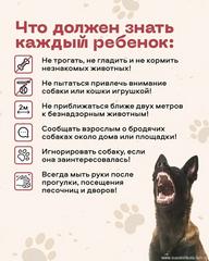 Правила поведения при встрече с безнадзорными собаками