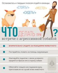 Правила поведения при встрече с безнадзорными собаками