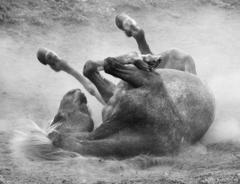 Выставка фотографий Ксении Орловой - «Horses of The Gods»