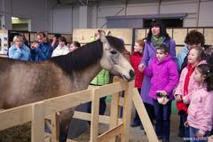 Парад коней! В начале мая в Санкт-Петербурге пройдет XIV международная конная выставка «ИППОСФЕРА»