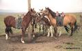 В Туве создадут реестр лошадей тувинской породы