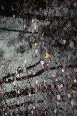 PHOTOGRAPHY_ANASTASIA ALEXANDROVA